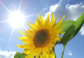 夏